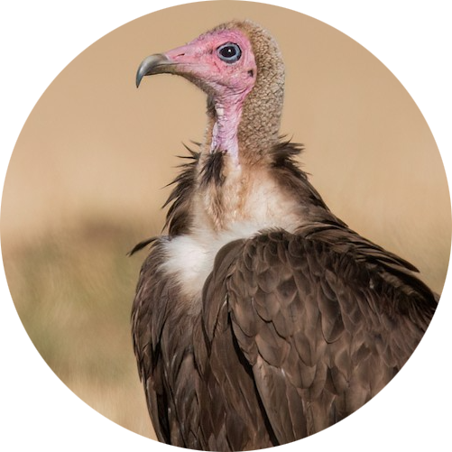Hooded Vulture