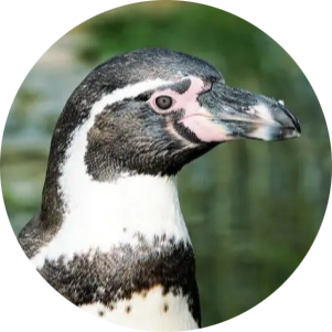 Humboldt Penguin