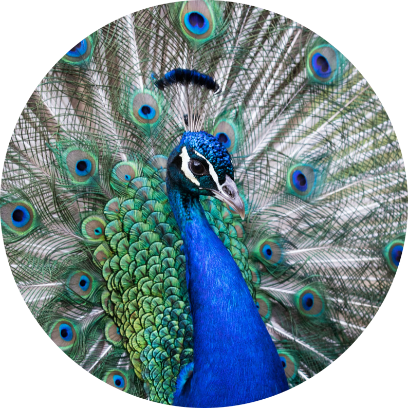 Indian Peafowl