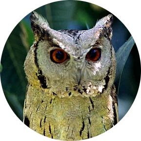 Indian Scops Owl