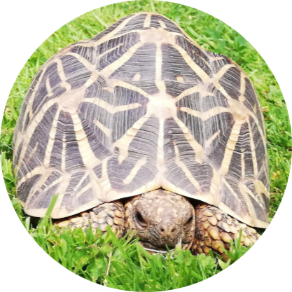 Indian Star Tortoise