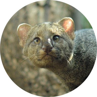 Jaguarundi