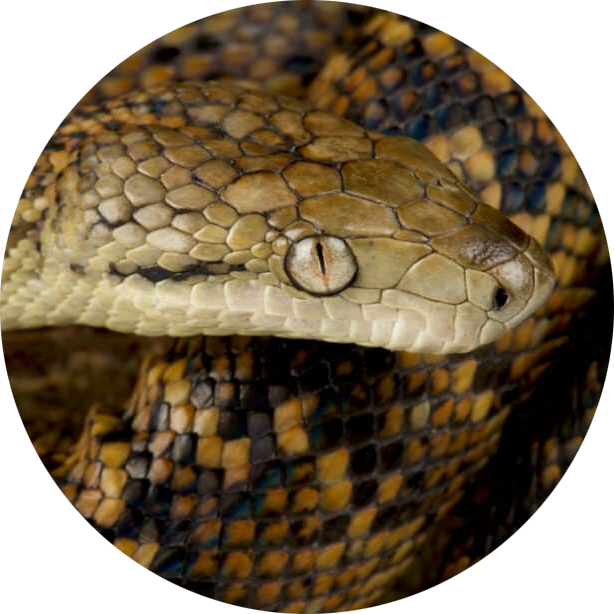 Jamaican Boa
