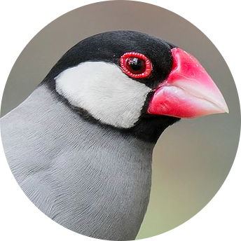 Java Sparrow