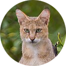 Jungle Cat