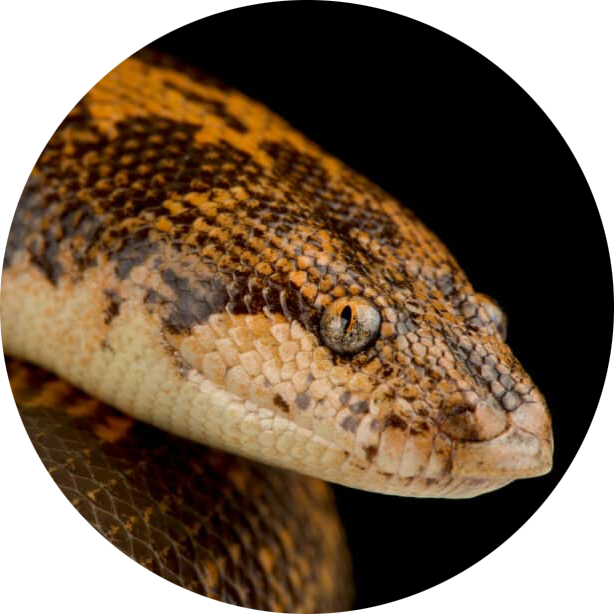 Kenyan Sand Boa