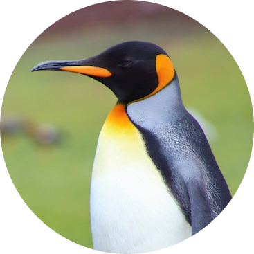 King Penguin