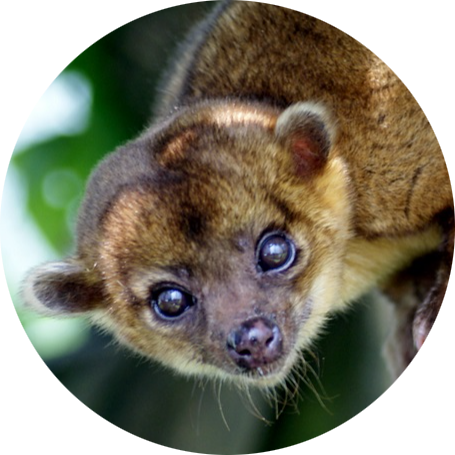 Kinkajou