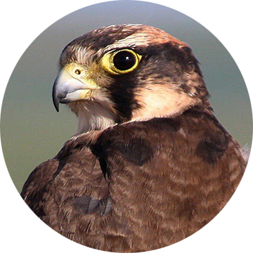 Lanner Falcon