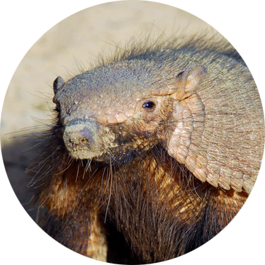 Big Hairy Armadillo