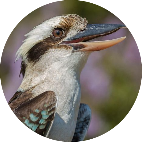 Laughing Kookaburra