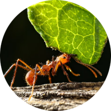 Leafcutter Ant