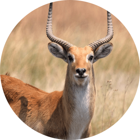 Kafue Lechwe