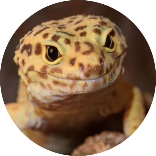 Leopard Gecko