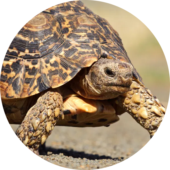 Leopard Tortoise