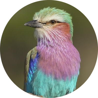 Lilac-breasted Roller