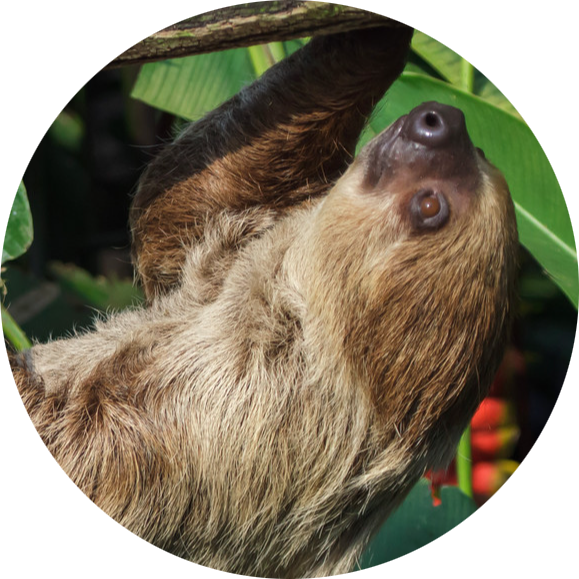 Linnaeus’s Two-toed Sloth