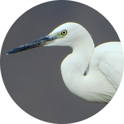 Little Egret