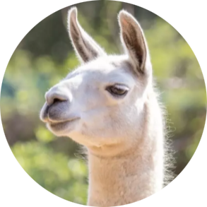 Llama