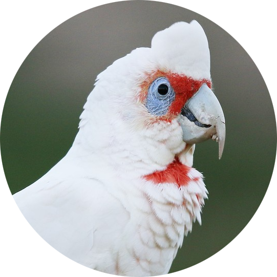 Long-billed Corella