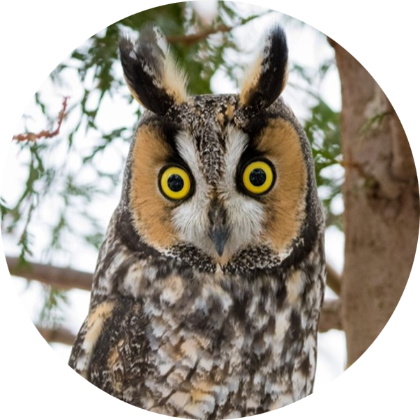 Long-eared Owl