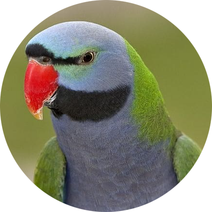 Lord Derby’s Parakeet