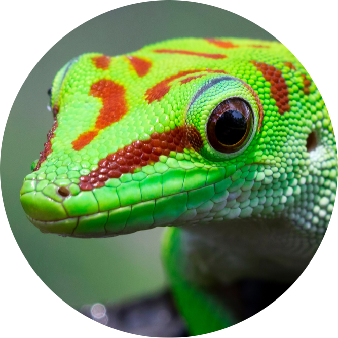 Madagascar Day Gecko