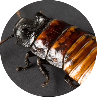 Madagascar Hissing Cockroach