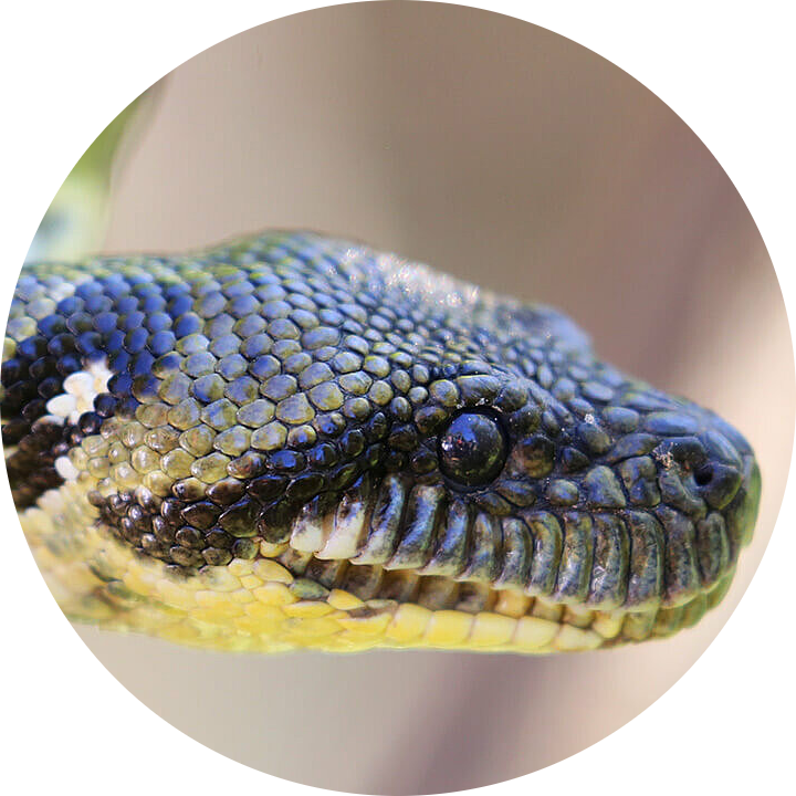 Madagascar Tree Boa