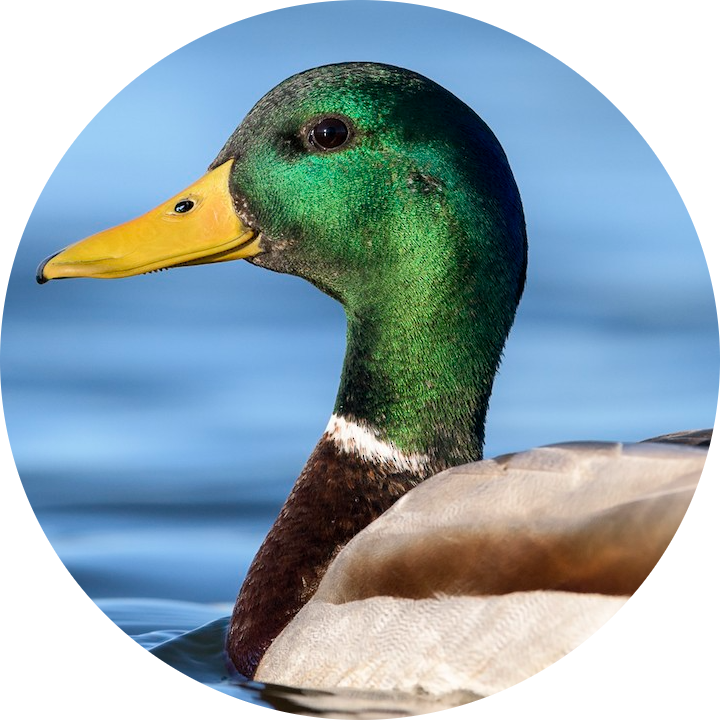Mallard