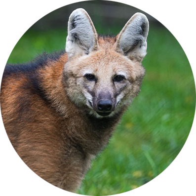 Maned Wolf