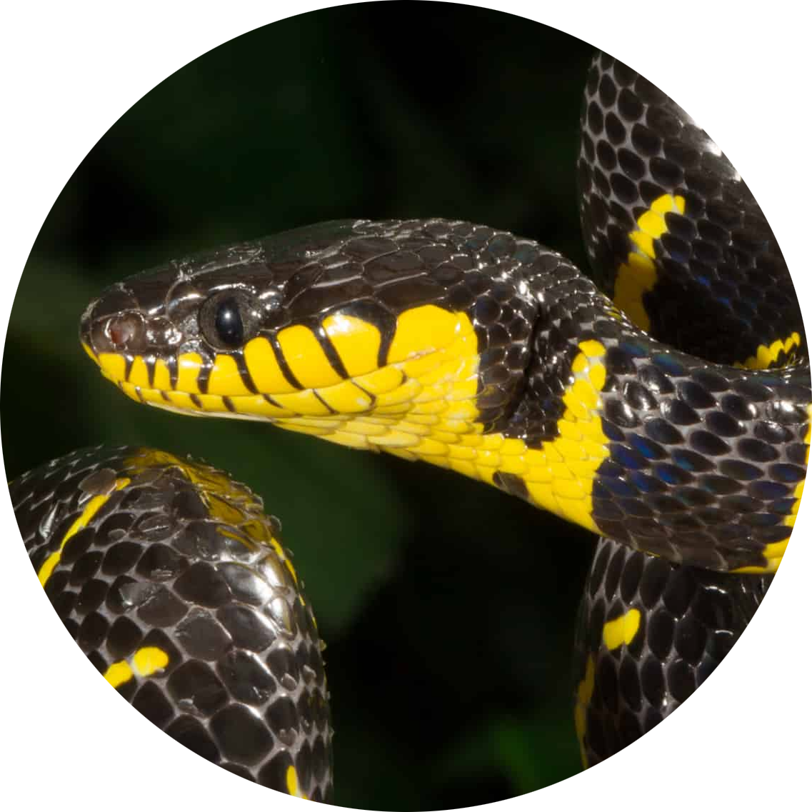 Mangrove Snake