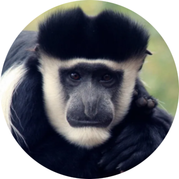 Mantled Guereza
