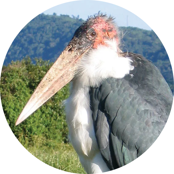 Marabou Stork