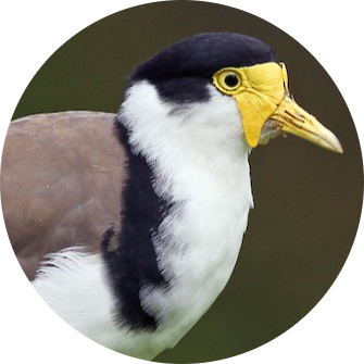 Masked Lapwing