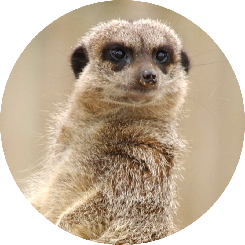 Meerkat