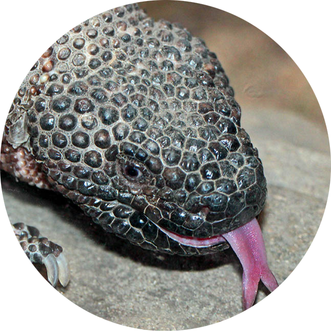 Mexican Beaded Lizard