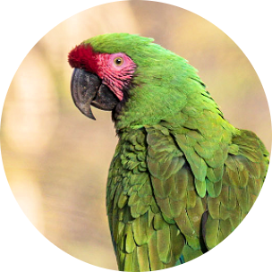 Military Macaw