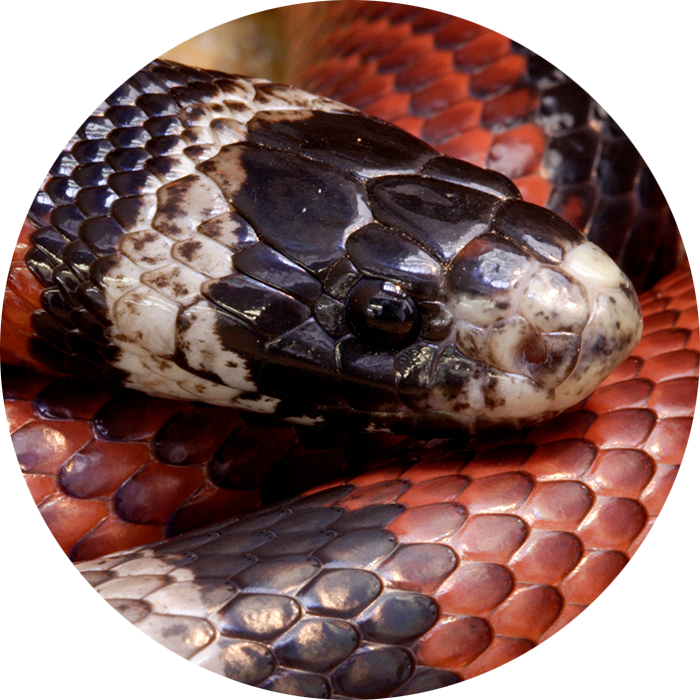 Milk Snake
