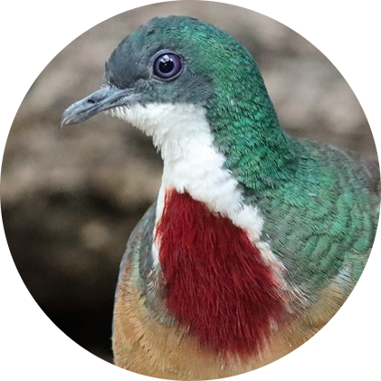 Mindanao Bleeding-heart Dove