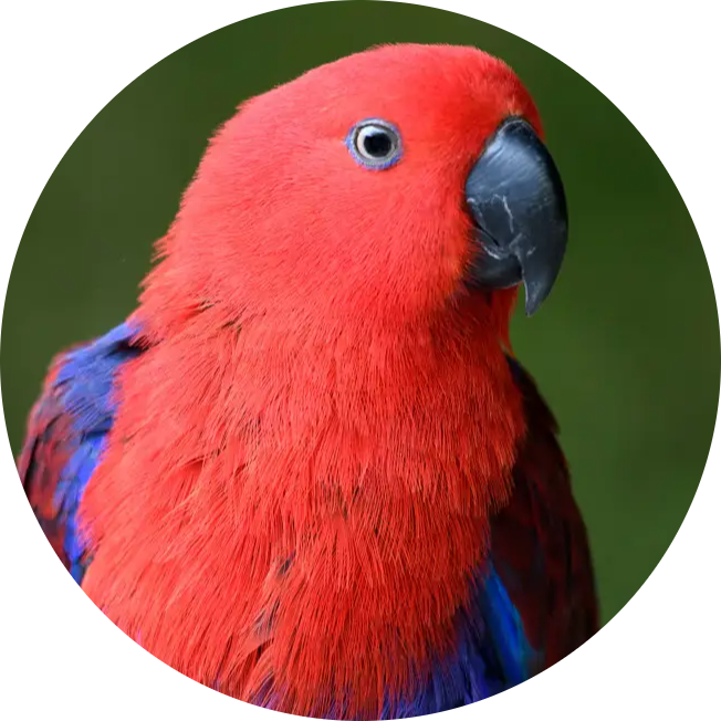 Moluccan Eclectus