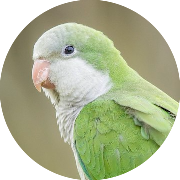Monk Parakeet