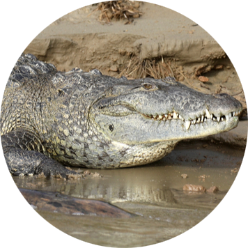 Morelet’s Crocodile