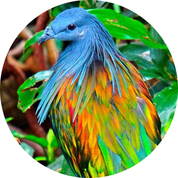 Nicobar Pigeon