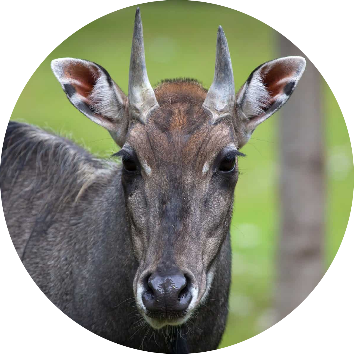 Nilgai