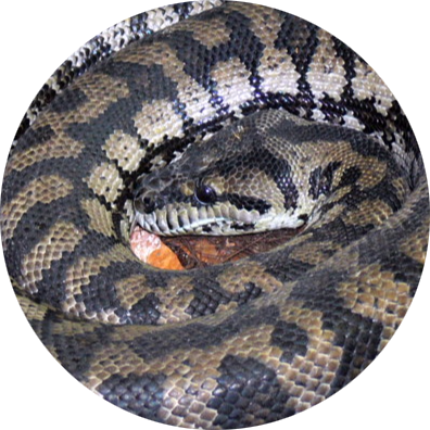 Northwestern Carpet Python