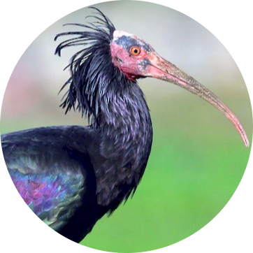 Northern Bald Ibis