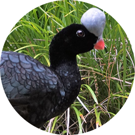 Northern Helmeted Curassow