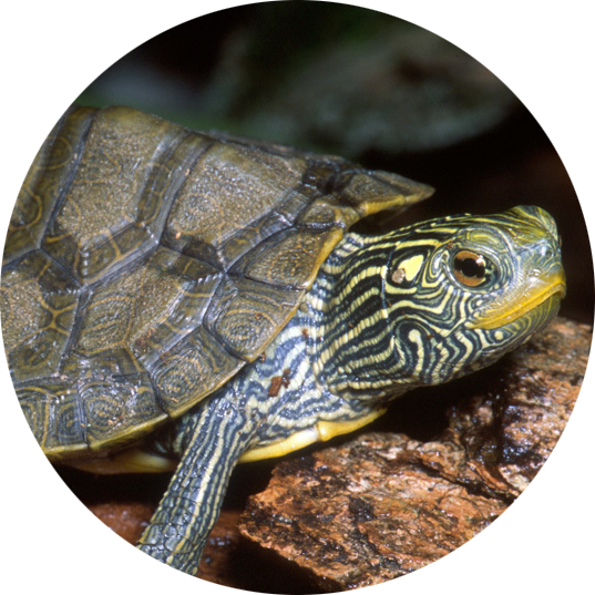 Northern Map Turtle