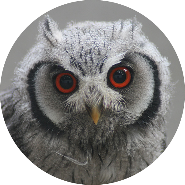 Northern White-faced Owl